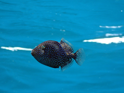 photo of Grey Triggerfish (Balistes capriscus)
