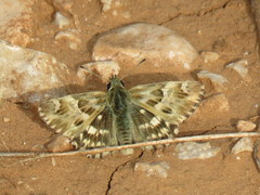 Muschampia lavatherae