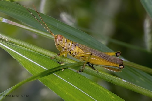 Hieroglyphus banian (Fabricius, 1798)