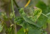 Atractomorpha crenulata - Photo (c) Anil Kumar Verma, some rights reserved (CC BY-NC), uploaded by Anil Kumar Verma