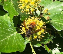 Vespa velutina