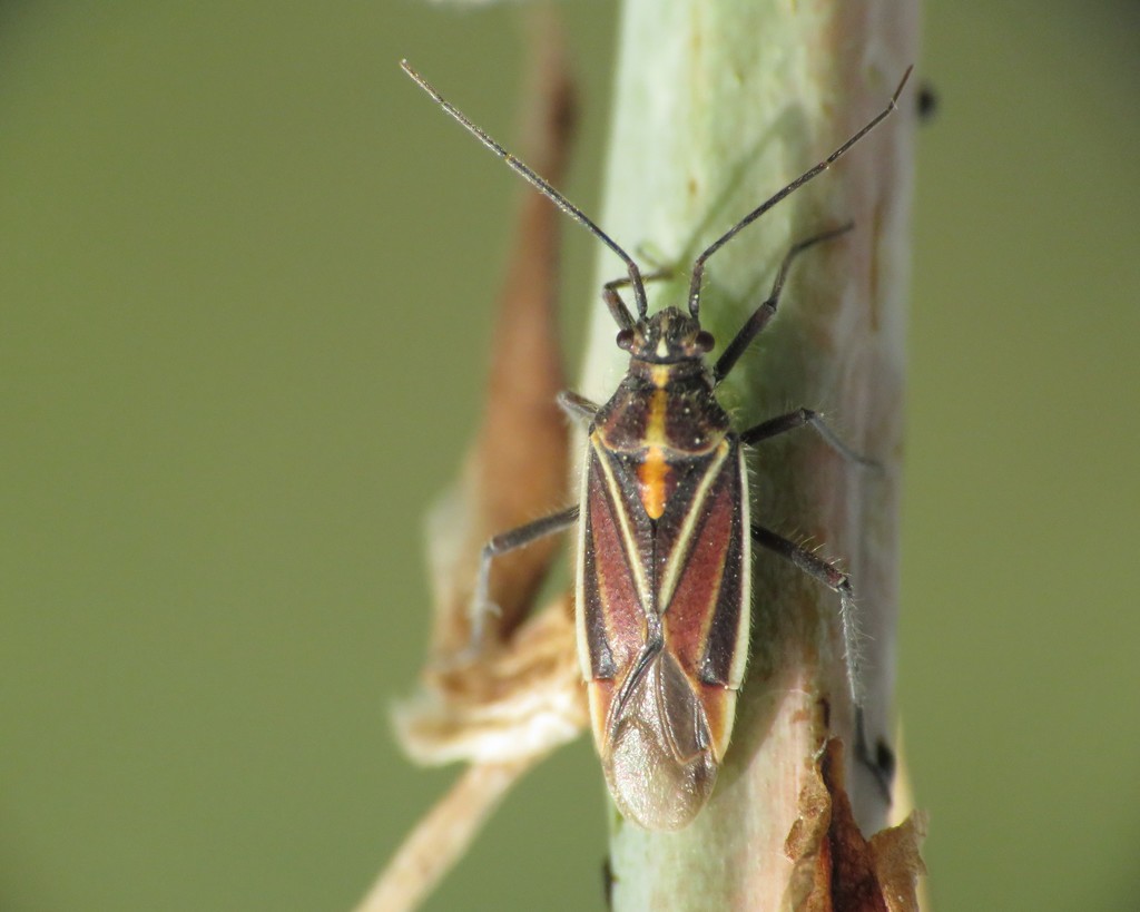 Horistus orientalis