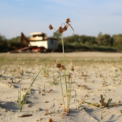 Cyperus glomeratus