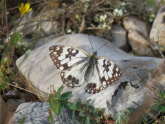 Melanargia occitanica