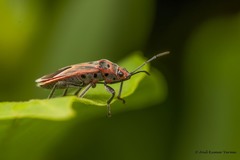 Graptostethus quadrisignatus