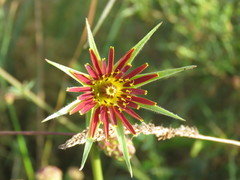 Tragopogon crocifolius