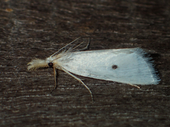 Scirpophaga melanostigma