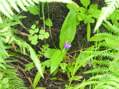 Roscoea