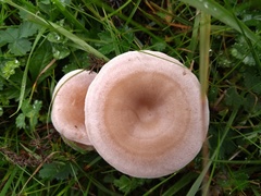 Clitocybe dealbata