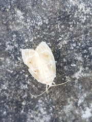 Schistophleps bipuncta