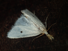 Scirpophaga melanostigma