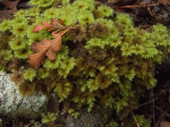 Mniodendron colensoi