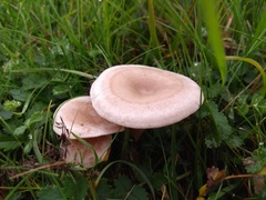 Clitocybe dealbata