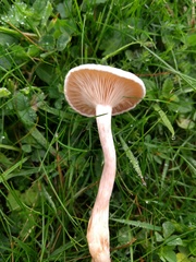 Clitocybe dealbata