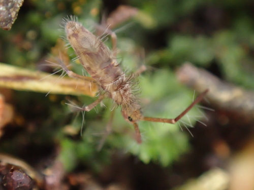 Paronellidae