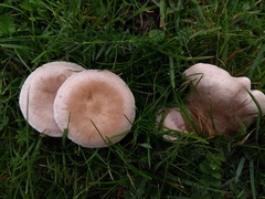 Clitocybe dealbata