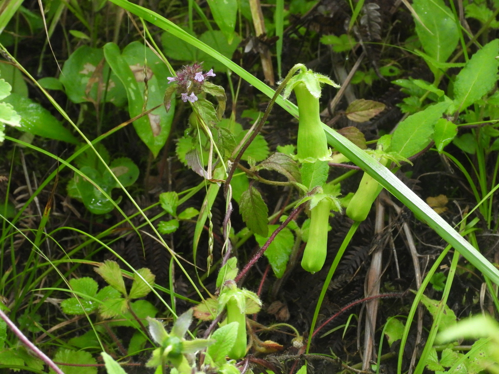 Codonopsis tubulosa