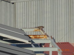 Streptopelia chinensis