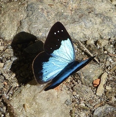 Lymanopoda caeruleata