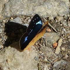 Lymanopoda caeruleata