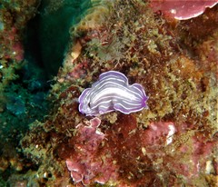 Prostheceraeus roseus