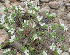 Arenaria aggregata