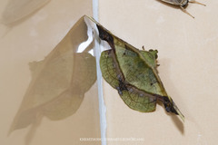 Fascellina plagiata