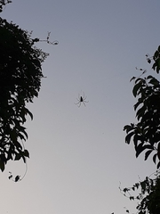 Nephila pilipes