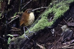 Grallaria flavotincta