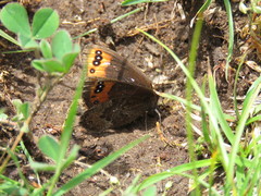 Erebia triarius
