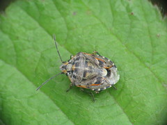 Holcogaster fibulata