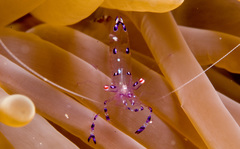 Ancylomenes sarasvati