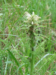 Pedicularis foliosa
