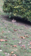 Oryctolagus cuniculus