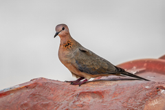 Streptopelia senegalensis