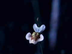Utricularia fulva