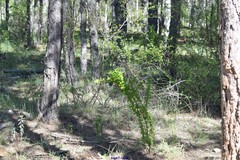 Asphodelus cerasiferus