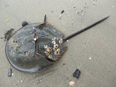 Carcinoscorpius rotundicauda