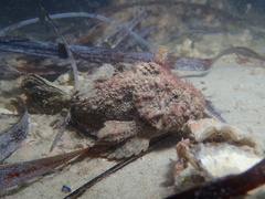 Paraploactis intonsa