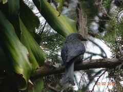 Dicrurus leucophaeus
