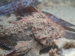 Paraploactis intonsa