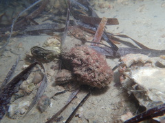 Paraploactis intonsa