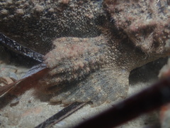 Paraploactis intonsa