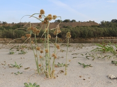 Cyperus glomeratus