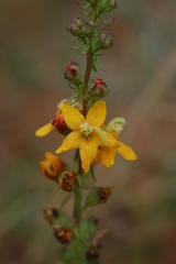Alectra picta