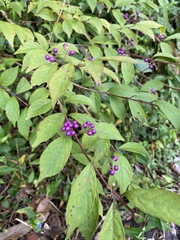 Callicarpa dichotoma
