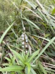 Persicaria japonica