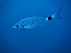 Saddled Seabream photo 5