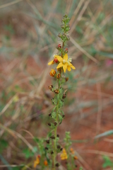 Alectra picta