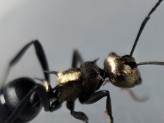 Polyrhachis argentosa